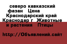 северо кавказский фазан › Цена ­ 1 300 - Краснодарский край, Краснодар г. Животные и растения » Птицы   